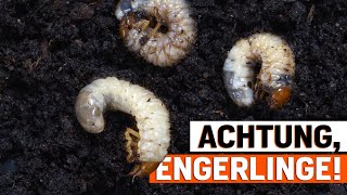 Engerlinge im Blumenkübel Praktische Lösungen gegen LarvenBefall [upl. by Gesner684]