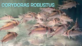 Corydoras robustus [upl. by Oinota]