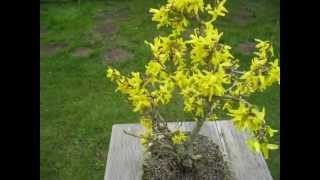 Bonsai Goldglöckchen Forsythie Forsythia Teil 2 Frohe Ostern [upl. by Nina]