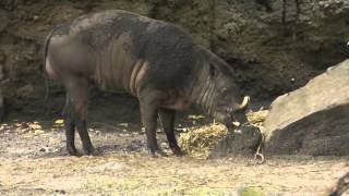 On Location The Buru Babirusa [upl. by Aisyat]