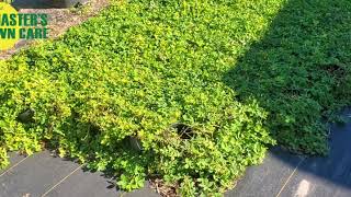 3 Groundcover Alternatives to North Florida Lawns [upl. by Arihsat]