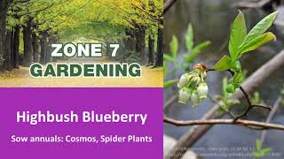 Zone 7 Gardening Highbush Blueberry [upl. by Bedad]