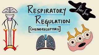 Respiratory Regulation  Part 2  Chemoreceptors  Chemical Regulation  Respiratory Physiology [upl. by Ahsinyt366]