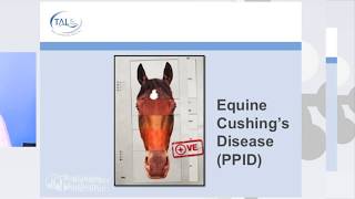 More information about Equine Cushings Disease PPID [upl. by Ainoyek]