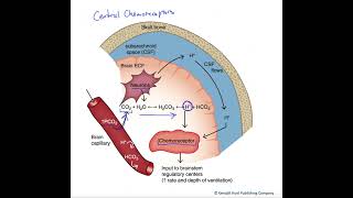 Central chemoreceptors [upl. by Chavez494]