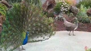 Peacock and Peahen Display [upl. by Avah313]