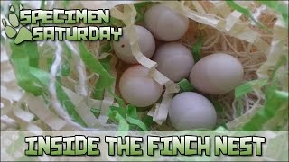 Inside the Finch Nest  Specimen Saturday [upl. by Larok]