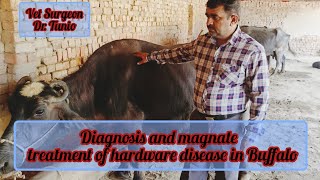 Diagnosis and magnate treatment of hardware disease in Buffalo [upl. by Eneres]