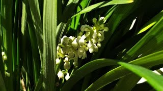 how to grow  plant amp care for LIRIOPE MUSCARI  SPICATA  lilyturf border OR monkey grass [upl. by Aisatnaf806]