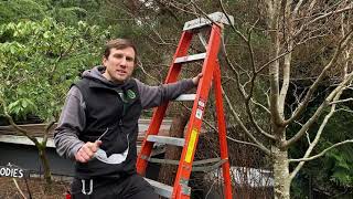 How to prune a Beech tree [upl. by Halimeda846]