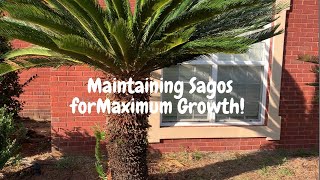 Maintaining Your Sago Palms for Optimum Growth [upl. by Bevvy]