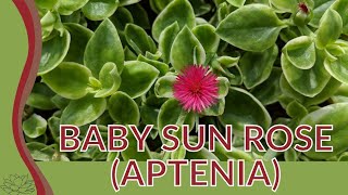 Flowering Succulent for beginners Baby Sun RosePots and Plants [upl. by Adnauqahs]