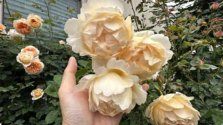 2024 Spring David Austin Wollerton Old Hall Climbing Rose [upl. by Mack]