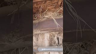 Birds nest  How birds makes nest  Sparrow nest  shortvideo   birds [upl. by Repsac]