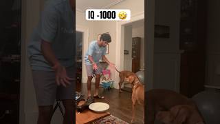 Making our vizsla’s question reality 🫢 magic vizsla dogs funny fetch comment for part 2 🤗 [upl. by Celestyn]