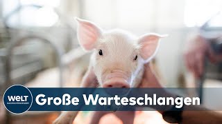 SCHLACHTHOF GESCHLOSSEN Schweinezüchter werden ihre Tiere nicht mehr los [upl. by Rizas]