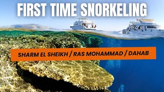 Snorkeling in SHARM EL SHEIKH RAS MOHAMMED DAHAB AUGUST 2017 4K [upl. by Ainar979]