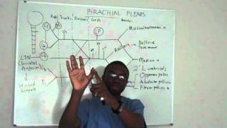 Brachial plexus made ridiculously simple PART 4 Lecture [upl. by Linzy]