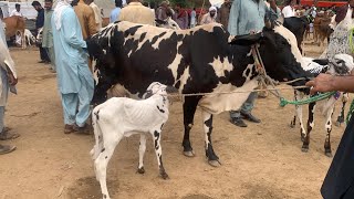 Fateh jangi cows domail mandi 2024 latest update ll cows with Galf ll part 5 ll jamil tv ll [upl. by Eibbob993]