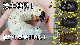 【山林蟲坊】32隻象兜幼蟲換土記  Changing Soil for 32 Larvae of Megasomas [upl. by Haleak]