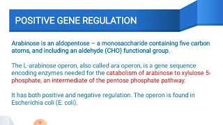 Arabinose operon [upl. by Itin]