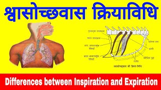 Inspiration and Expiration  mechanism of Breathing  Differences between Inspiration and Expiration [upl. by Vani]