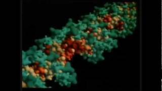 Replicación del ADN [upl. by Madaras]