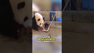 Ibu panda ini ga sadar kalau dia ngelahirin anak kembar🫣 [upl. by Jess214]