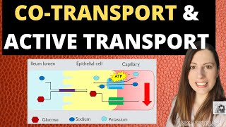 COTRANSPORT and ACTIVE TRANSPORT  sodium and glucose cotransport in the ileum fro Alevel biology [upl. by Radec]