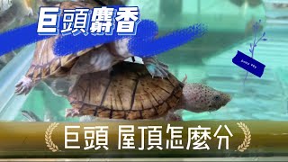 蛋龜來襲 巨頭麝香（Sternotherus minor ）蛋龜人氣王 屋頂龜 巨頭麝香 怎麼分？ [upl. by Mij449]