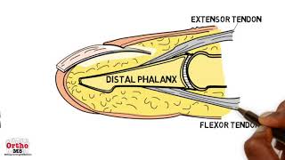 Basic Sciences  Anatomy of the Nailbed [upl. by Ardiekal73]