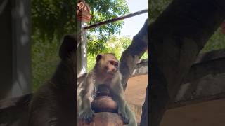 Cute Monkey monkeylove monkey naturemonkey babyanimal shortvideo [upl. by Bannon]