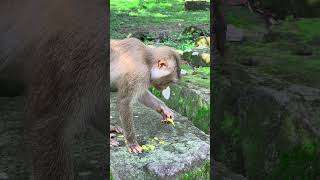 Monkey eating food eating monkey [upl. by Caitlin]