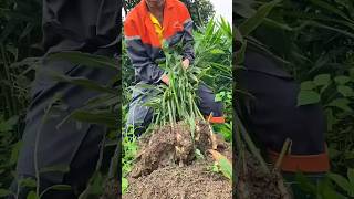 Ginger high yield planting technology  agriculture  harvestshorts [upl. by Eatnad]