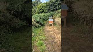 Nucs ready for overwintering bee colonies have grown nicely beelife beekeeping beeyard [upl. by Avrom]