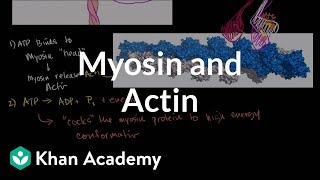 Myosin and actin  Circulatory system physiology  NCLEXRN  Khan Academy [upl. by Alidis772]