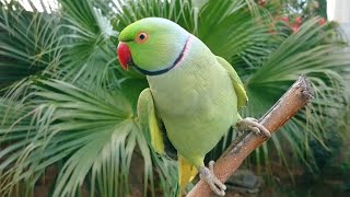 Natural Parrot Sounds Compilation  Amazing Parrot Chirping Sounds  Natural Parrot Voices [upl. by Abagail782]