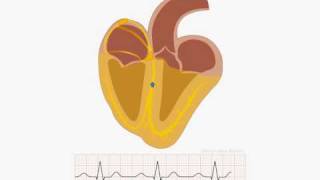 Animation of normal sinus rhythm [upl. by Corel903]