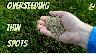 How to overseed a thin lawn and bare spots [upl. by Schwing]