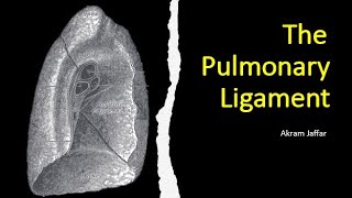 The pulmonary ligament [upl. by Lamrej774]