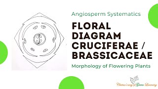 Cruciferae or Brassicaceae Floral Diagram I Morphology of Flowering Plants [upl. by Utir414]