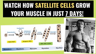 The role of satellite cells for muscle growth [upl. by Llerrahs516]