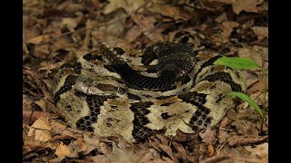 Illinois Timber Rattlesnake [upl. by Ashling]