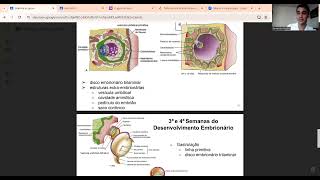 Embriologia  3º e 4º semanas dos desenvolvimento embrionário [upl. by Ahsyad]