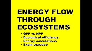 ENERGY FLOW THROUGH ECOSYSTEMS calculations  exam practice [upl. by Eissen949]