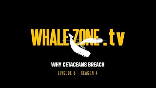 WHY DO CETACEANS BREACH  WHALEZONETV S4E5 [upl. by Ikciv]