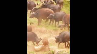 The lions failed to attack the buffalos lion buffalo animals [upl. by Saxen389]