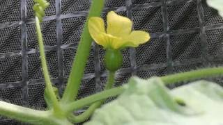 Growing Watermelons Series How To Hand Pollinate Watermelon FlowersEpisode 4 [upl. by Dexter]