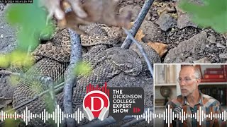 Expert Show The Behavior of Rattlesnakes [upl. by Negriv]