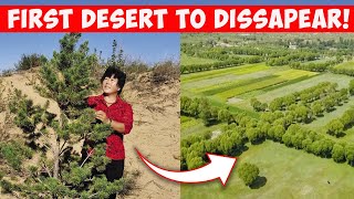 How This Woman Totally Reversed Chinas Desert  From Sand Dunes To Green Forests [upl. by Ahseki]